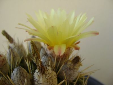 Notocactus mammulosus (Parodia mammulosa ssp. submammulosa)