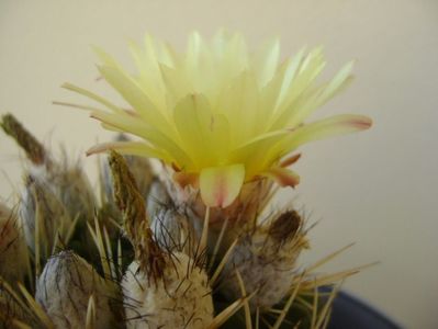 Notocactus mammulosus (Parodia mammulosa ssp. submammulosa)