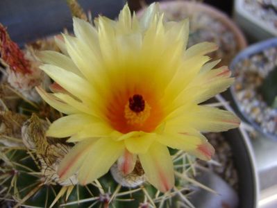 Notocactus mammulosus (Parodia mammulosa ssp. submammulosa)