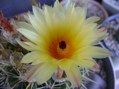 Notocactus mammulosus (Parodia mammulosa ssp. submammulosa)