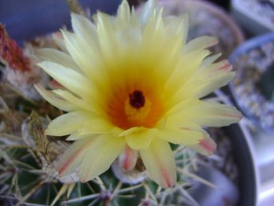 Notocactus mammulosus (Parodia mammulosa ssp. submammulosa)