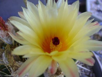 Notocactus mammulosus (Parodia mammulosa ssp. submammulosa)