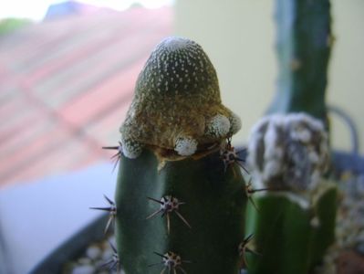 Blossfeldia liliputana