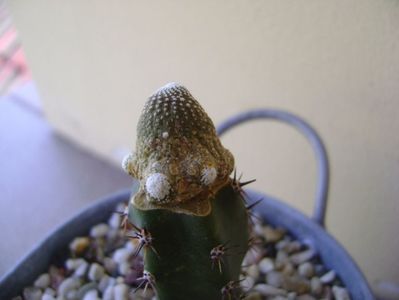 Blossfeldia liliputana