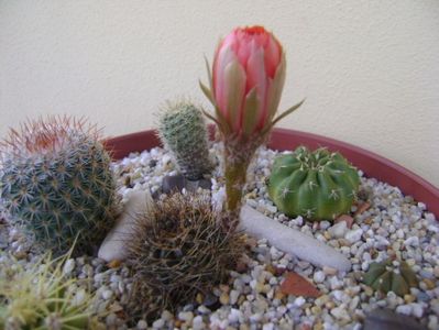 Lobivia arachnacantha v. densiseta (Echinopsis ancistrophora ssp. arachnacantha)