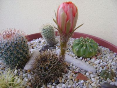 Lobivia arachnacantha v. densiseta (Echinopsis ancistrophora ssp. arachnacantha)