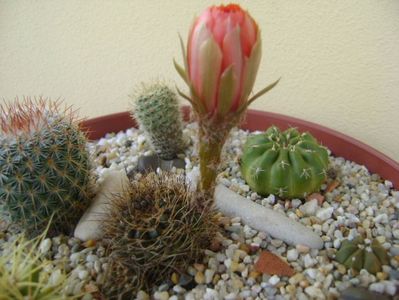 Lobivia arachnacantha v. densiseta (Echinopsis ancistrophora ssp. arachnacantha)