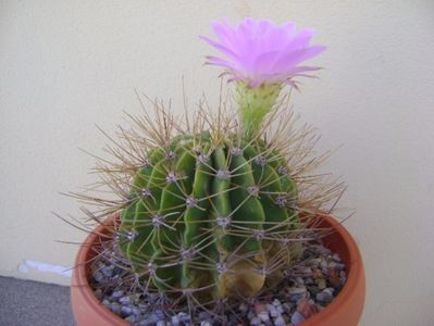 Acanthocalycium spiniflorum f. violaceum