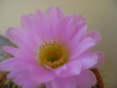 Acanthocalycium spiniflorum f. violaceum