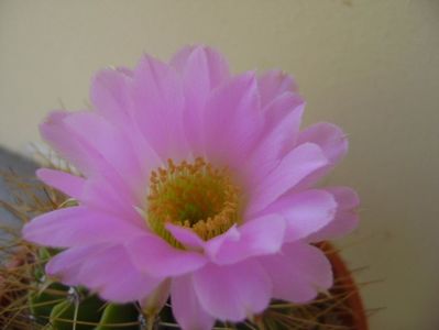 Acanthocalycium spiniflorum f. violaceum