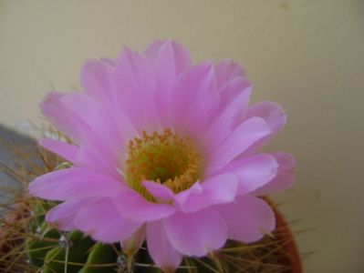 Acanthocalycium spiniflorum f. violaceum