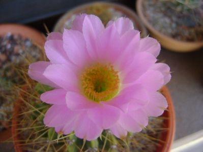 Acanthocalycium spiniflorum f. violaceum