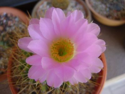 Acanthocalycium spiniflorum f. violaceum