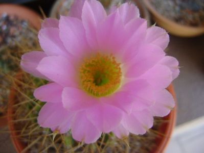 Acanthocalycium spiniflorum f. violaceum