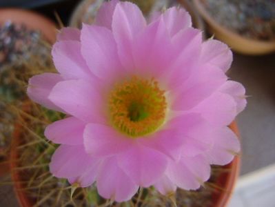 Acanthocalycium spiniflorum f. violaceum