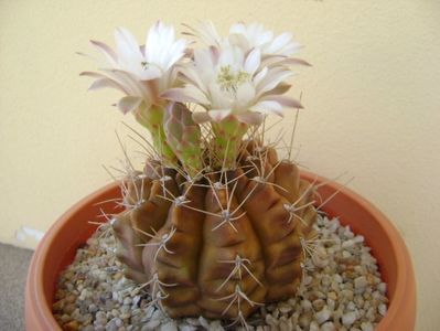 Gymnocalycium mihanovichii