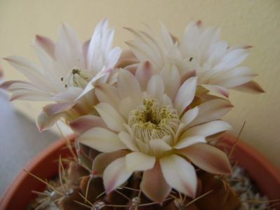 Gymnocalycium mihanovichii