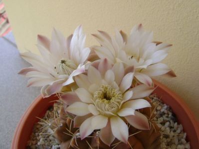 Gymnocalycium mihanovichii