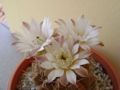 Gymnocalycium mihanovichii