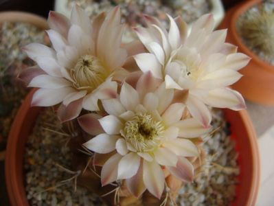 Gymnocalycium mihanovichii