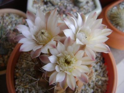 Gymnocalycium mihanovichii