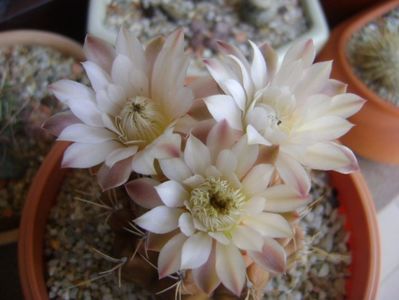 Gymnocalycium mihanovichii