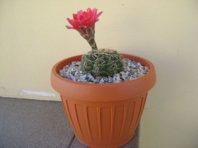 Gymnocalycium baldianum