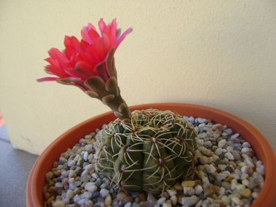 Gymnocalycium baldianum