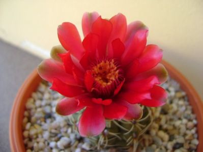 Gymnocalycium baldianum