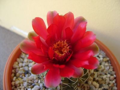 Gymnocalycium baldianum