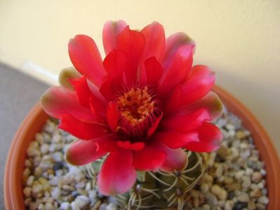 Gymnocalycium baldianum