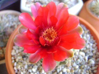 Gymnocalycium baldianum