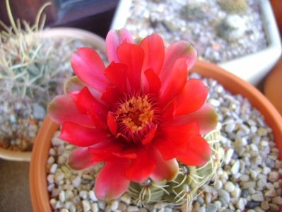 Gymnocalycium baldianum