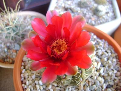 Gymnocalycium baldianum