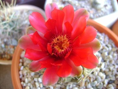 Gymnocalycium baldianum