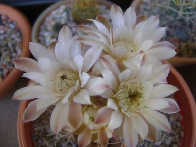 Gymnocalycium mihanovichii