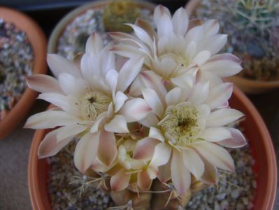 Gymnocalycium mihanovichii