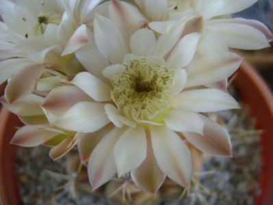 Gymnocalycium mihanovichii