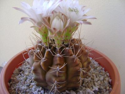 Gymnocalycium mihanovichii