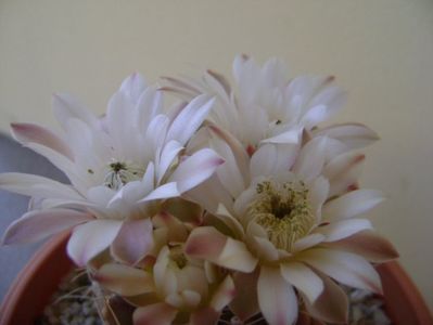 Gymnocalycium mihanovichii