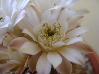 Gymnocalycium mihanovichii