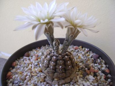 Gymnocalycium ragonesei