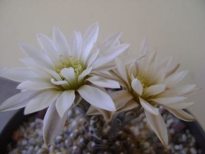 Gymnocalycium ragonesei