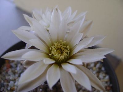 Gymnocalycium ragonesei