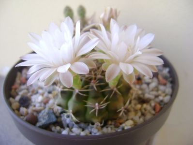 Gymnocalycium damsii v. tucavocense