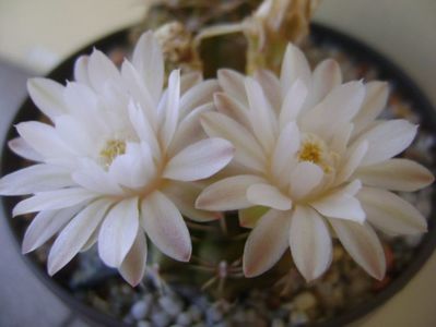 Gymnocalycium damsii v. tucavocense