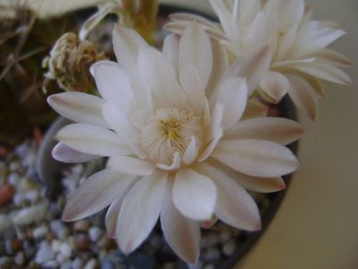 Gymnocalycium damsii v. tucavocense