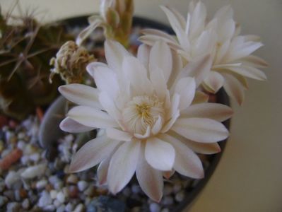 Gymnocalycium damsii v. tucavocense