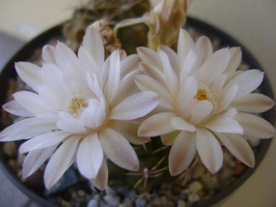 Gymnocalycium damsii v. tucavocense