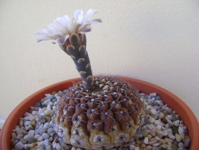 Gymnocalycium obductum